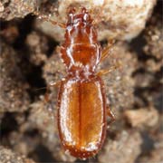 Anillus caecus Jacquelin du Val, 1851, Carabidae (2.2–2.6 mm) Anillus caecus (2.2–2.6 mm)