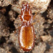 Anillus caecus (2.2–2.6 mm)