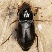 Anisodactylus binotatus (F., 1787), Carabidae (9.2–12.8 mm) Anisodactylus binotatus (9.2–12.8 mm)