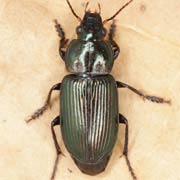 Anisodactylus poeciloides (Steph., 1828), Carabidae (10–12 mm) Anisodactylus poeciloides (10–12 mm)