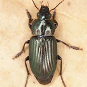 Anisodactylus poeciloides (10–12 mm)