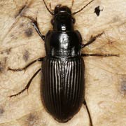 Anisodactylus signatus (Panz., 1797), Carabidae (10–13.5 mm) Anisodactylus signatus (10–13.5 mm)