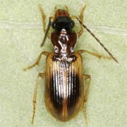 Anthracus consputus (4.5–5.5 mm)