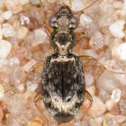 Asaphidion austriacum Schweig., 1975, Carabidae (4.2–4.8 mm) Asaphidion austriacum (4.2–4.8 mm)