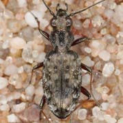 Asaphidion caraboides (Schrk., 1781), Carabidae (5.5–7.4 mm) Asaphidion caraboides (5.5–7.4 mm)