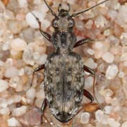 Asaphidion caraboides (5.5–7.4 mm)