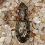 Asaphidion flavipes (L., 1761), Carabidae (4–4.8 mm) Asaphidion flavipes (4–4.8 mm)