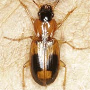 Badister bullatus (Schrk., 1798), Carabidae (4–6 mm) Badister bullatus (4–6 mm)