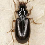 Badister collaris Motsch., 1844 ♀, Carabidae (4–5 mm) Badister collaris (4–5 mm)
