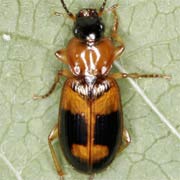 Badister lacertosus Sturm, 1815, Carabidae (5–7 mm) Badister lacertosus (5–7 mm)