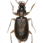 Badister peltatus (4.3–5.4 mm)