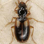 Badister sodalis (Duft., 1812), Carabidae (3.7–4.8 mm) Badister sodalis (3.7–4.8 mm)