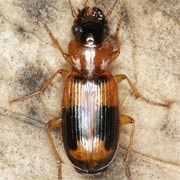 Badister unipustulatus Bon., 1813, Carabidae (7–8 mm) Badister unipustulatus (7–8 mm)