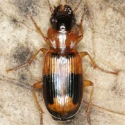 Badister unipustulatus (7–8 mm)