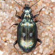 Bembidion argenteolum Ahr., 1812, Carabidae (6–7.5 mm) Bembidion argenteolum (6–7.5 mm)
