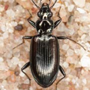 Bembidion ascendens Dan., 1902, Carabidae (6–8.1 mm) Bembidion ascendens (6–8.1 mm)