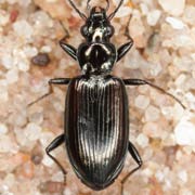 Bembidion ascendens (6–8.1 mm)