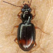 Bembidion aspericolle (Germ., 1812), Carabidae (2–2.6 mm) Bembidion aspericolle (2–2.6 mm)