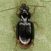 Bembidion assimile (2.8–3.5 mm)