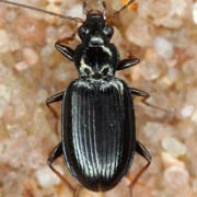 Bembidion atrocaeruleum (Steph., 1828), Carabidae (4.3–5.5 mm) Bembidion atrocaeruleum (4.3–5.5 mm)