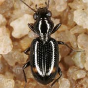 Bembidion azurescens (D.T., 1877), Carabidae (2.3–3.3 mm) Bembidion azurescens (2.3–3.3 mm)