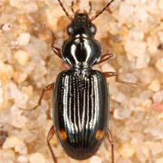 Bembidion biguttatum (F., 1779), Carabidae (3.5–4.3 mm) Bembidion biguttatum (3.5–4.3 mm)