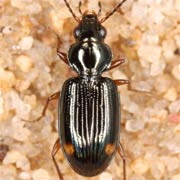 Bembidion biguttatum (3.5–4.3 mm)