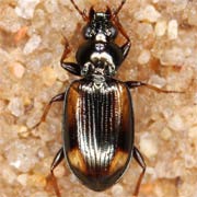 Bembidion bruxellense Wesm., 1835, Carabidae (4–5.5 mm) Bembidion bruxellense (4–5.5 mm)