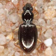 Bembidion decoratum (3.5–4.5 mm)