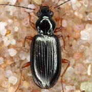 Bembidion decorum (Zenk., 1801), Carabidae (5.5–6 mm) Bembidion decorum (5.5–6 mm)