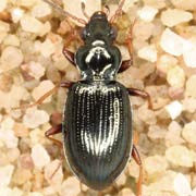 Bembidion deletum Serv., 1821, Carabidae (4–5.3 mm) Bembidion deletum (4–5.3 mm)