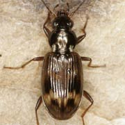 Bembidion dentellum (Thunb., 1787), Carabidae (4.9–6.1 mm) Bembidion dentellum (4.9–6.1 mm)