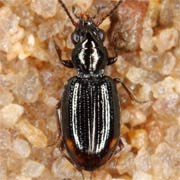 Bembidion doris