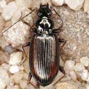 Bembidion fasciolatum (5–6 mm)