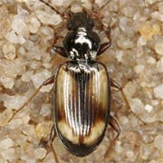 Bembidion femoratum Sturm, 1825, Carabidae (4.2–5.2 mm) Bembidion femoratum (4.2–5.2 mm)
