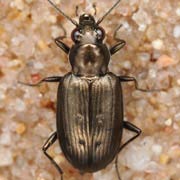 Bembidion foraminosum Sturm, 1825, Carabidae (5–6.5 mm) Bembidion foraminosum (5–6.5 mm)