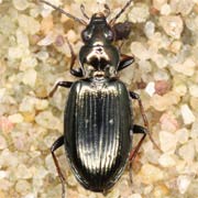 Bembidion geniculatum Heer, 1837, Carabidae (4.3–5.7 mm) Bembidion geniculatum (4.3–5.7 mm)
