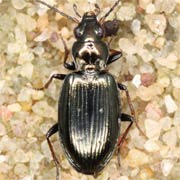 Bembidion geniculatum (4.3–5.7 mm)