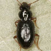Bembidion gilvipes Sturm, 1825, Carabidae (2.5–2.8 mm) Bembidion gilvipes (2.5–2.8 mm)