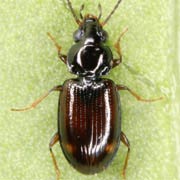 Bembidion guttula (F., 1792), Carabidae (2.8–3.8 mm) Bembidion guttula (2.8–3.8 mm)