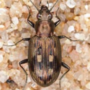 Bembidion litorale (Ol., 1790), Carabidae (5.2–6.2 mm) Bembidion litorale (5.2–6.2 mm)