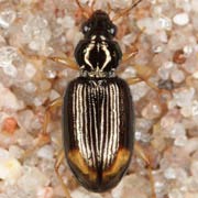 Bembidion lunatum (Duft., 1812), Carabidae (5.5–6.5 mm) Bembidion lunatum (5.5–6.5 mm)