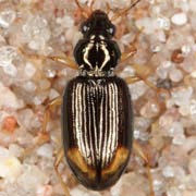 Bembidion lunatum (5.5–6.5 mm)