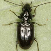 Bembidion lunulatum (Fourcr., 1785), Carabidae (3.5–4.3 mm) Bembidion lunulatum (3.5–4.3 mm)