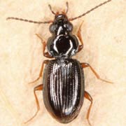 Bembidion mannerheimii Sahlb., 1827, Carabidae (2.8–3.4 mm) Bembidion mannerheimii (2.8–3.4 mm)