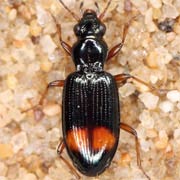 Bembidion modestum (F., 1801), Carabidae (4–5 mm) Bembidion modestum (4–5 mm)