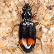 Bembidion modestum (4–5 mm)