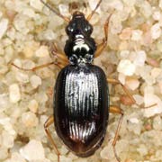 Bembidion monticola Sturm, 1825, Carabidae (4.5–5.5 mm) Bembidion monticola (4.5–5.5 mm)