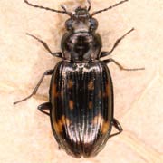 Bembidion obliquum Sturm, 1825, Carabidae (3.5–4.4 mm) Bembidion obliquum (3.5–4.4 mm)