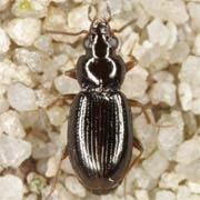 Bembidion obtusum Serv., 1821, Carabidae (2.8–3.6 mm) Bembidion obtusum (2.8–3.6 mm)